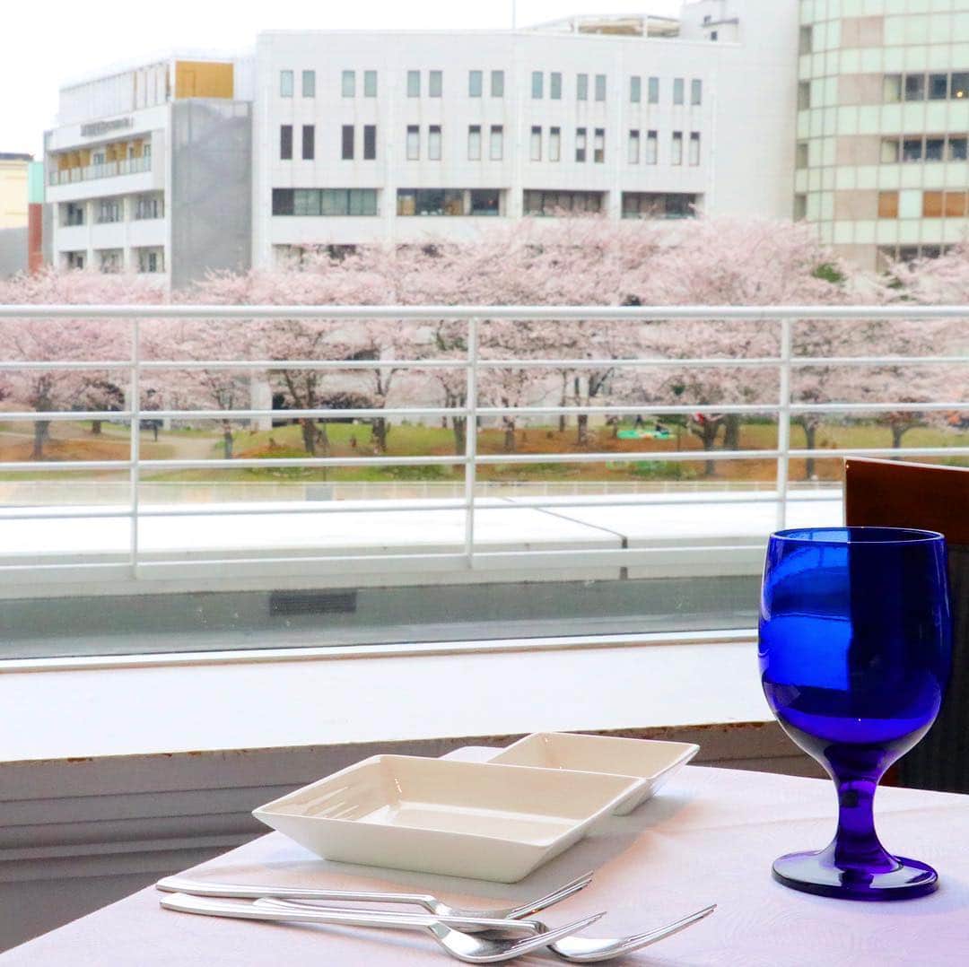 ヨコハマ グランド インターコンチネンタル ホテルさんのインスタグラム写真 - (ヨコハマ グランド インターコンチネンタル ホテルInstagram)「ホテル対岸の桜が見頃を迎えました。 今週末は、イタリア料理「ラ ヴェラ」で、桜を眺めながらのランチなどいかがでしょうか？  Celebrate the SAKURA season at the InterContinental Yokohama Grand!  #ヨコハマグランドインターコンチネンタルホテル #みなとみらい #横浜 #桜 #さくら #サクラ #花見 #お花見 #お花見ランチ #ラヴェラ  #intercontinentalyokohamagrand #yokohama #lavela #hanami #sakura #cherryblossom #bloomingdays #intercontinentallife #ihgjapantravel」3月29日 18時12分 - intercontinentalyokohamagrand