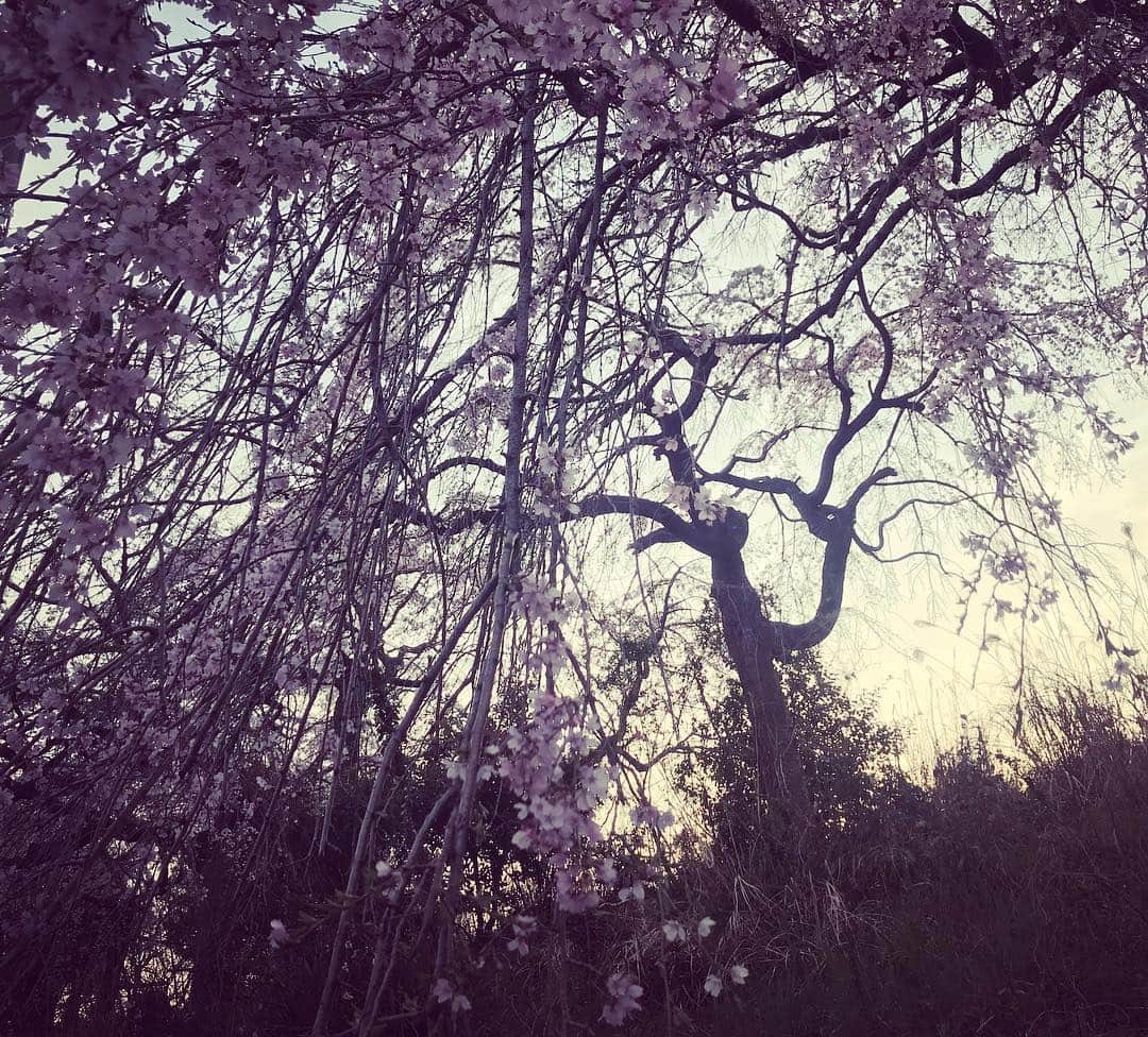 タマルのグルメインスタ