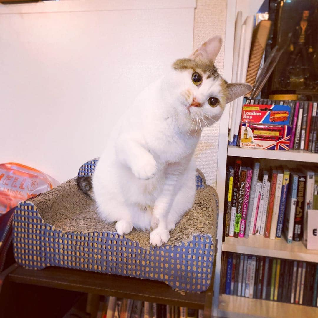 ichigoさんのインスタグラム写真 - (ichigoInstagram)「今日からちょっとおやすみ☻ 猫と遊んだり ゲームしたり 本読んだり 猫と遊んだり 海外ドラマ観たり 猫遊んだり 友達と会ったり ゆっくり料理したり するんだっ(^ω^)」3月29日 18時26分 - ichiringo