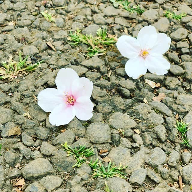 奥菜恵さんのインスタグラム写真 - (奥菜恵Instagram)「地面に落ちてる桜も良いものです。  #花見 #花曇り #花冷え ではありますが #春よ来い #早く来い」3月29日 18時31分 - megumi_okina