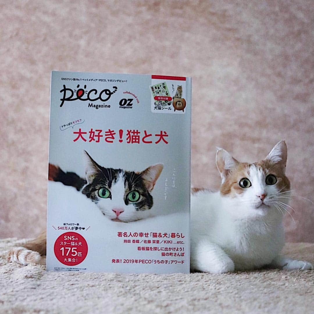 rei_nyanzさんのインスタグラム写真 - (rei_nyanzInstagram)「・ PECOmagazine collaborated  with OZmagazine ・  裏面のワンコ かなり気にニャる(•‾ω‾•) ・ 動画で撮ればよかった… くらいのガン見でした😂 ・  たくさん載せていただいて レイちゃんもビックリのけ反り🙀😂 ・ からの…ありがとうございます🙇‍♀️ ・  Special Thanks ❤︎ @pecocats ♡ 「#やっぱりモフモフ 大好き！猫と犬」 絶賛発売中♪ かわいいグッズ情報も満載で ずっと見ていられます〜😻📖😍 ・ ・ ・  #我が家の嬉しい記念になりました🙏🏻💕✨ #PECOmagazine  #OZmagazine」3月29日 18時38分 - rei_nyanz