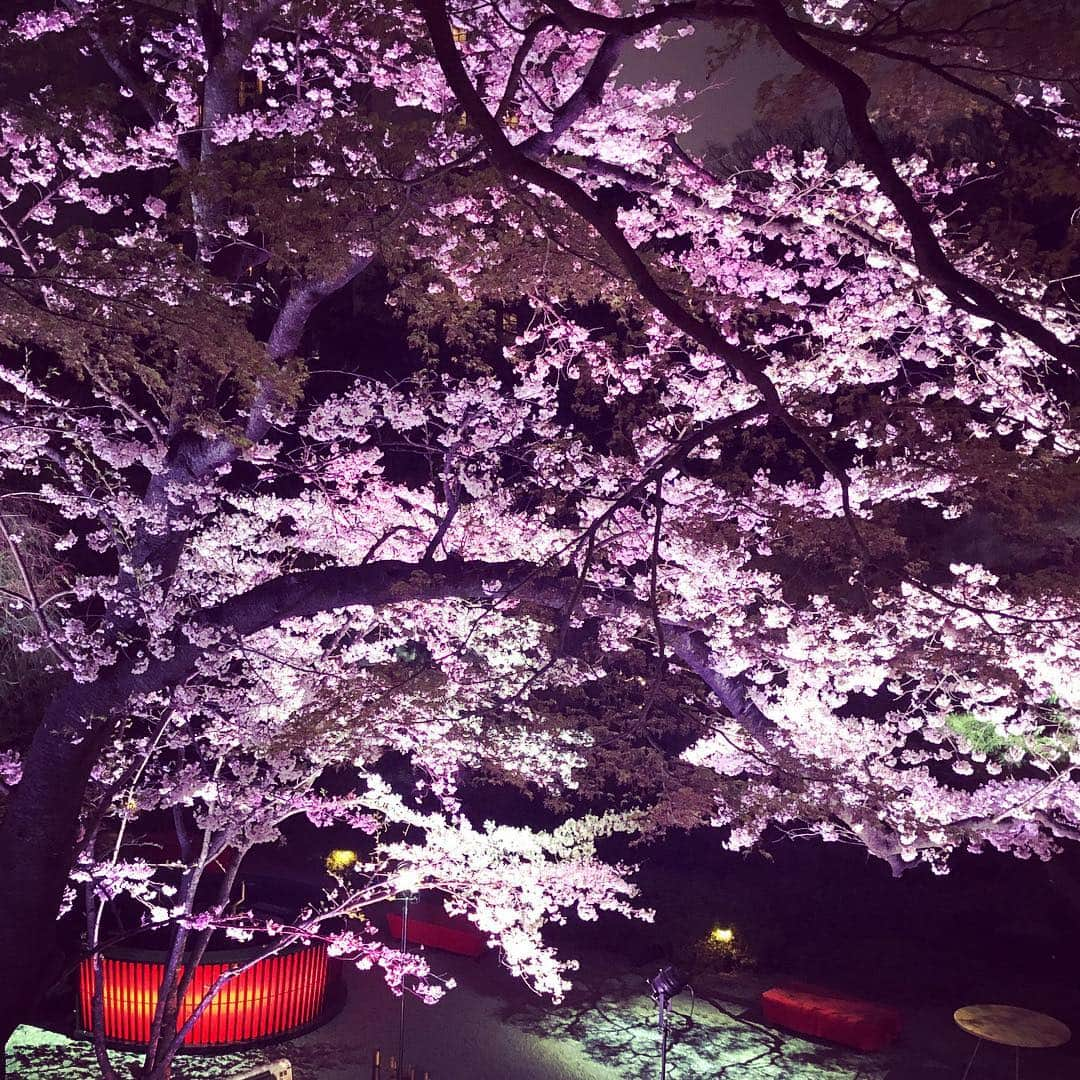 八芳園さんのインスタグラム写真 - (八芳園Instagram)「【夜桜を愉しむ】  八芳園の桜ライトアップが 今日も始まりました。 写真は今の庭園の様子です。 八芳園の庭園はゆったりと、 夜桜を愉しむ事ができる ちょっと大人の庭園。  染井吉野の開花も進み 場所によっては見頃を迎えています。  この春 心意気が咲き誇る。  吹ぶけよ、桜。 吹ぶけよ、人。 八芳園Spring Festival 2019 粋 夜の部スタートです。 ［イベント詳細］ http://www.happo-en.com/event/springfestival2019/index.html  #八芳園 #桜イベント #夜桜 #ライトアップ #桜ライトアップ #穴場 #大人 #桜 #イベント #お花見 #花見」3月29日 18時52分 - happoen