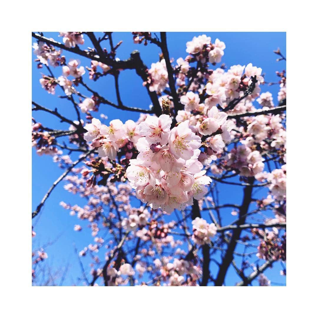 林莉世さんのインスタグラム写真 - (林莉世Instagram)「#上越市高田 早咲きの桜がありました🌸 明日のなじラテ。珍遊記のコーナーは高田をぶらり🏃‍♀️ お昼12:10〜お見逃しなく！🌸 今年度最後！」3月29日 19時04分 - rise_hayashi