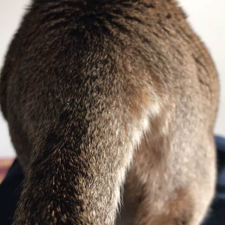 古谷恵のインスタグラム：「ヘイSiri #cat#猫#singapuracat#シンガプーラ#大豆」