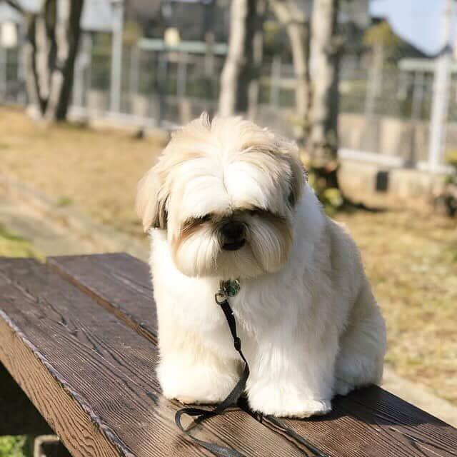 りんくさんのインスタグラム写真 - (りんくInstagram)「Happy Friday everyone! 😊❤️ もふもふマン🐶✨」3月29日 19時27分 - link.jpn