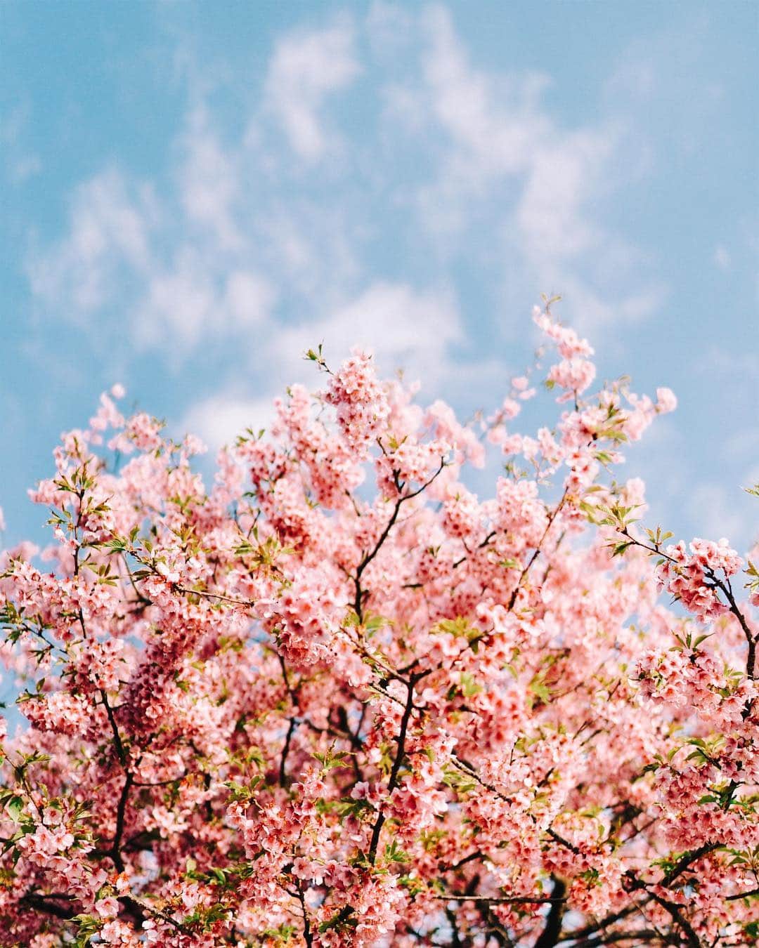 GENTAのインスタグラム：「🔥Flame🌸 ㅤ My original Lightroom presets were released at @curbonjp . Please check the URL on my profile for detail. ㅤ 僕のオリジナルLightroomプリセットが @curbonjp から発売されました。配信されているプリセットは僕が実際に写真編集で利用しているものです。プリセットの詳細はプロフィールのURLからご確認ください。」