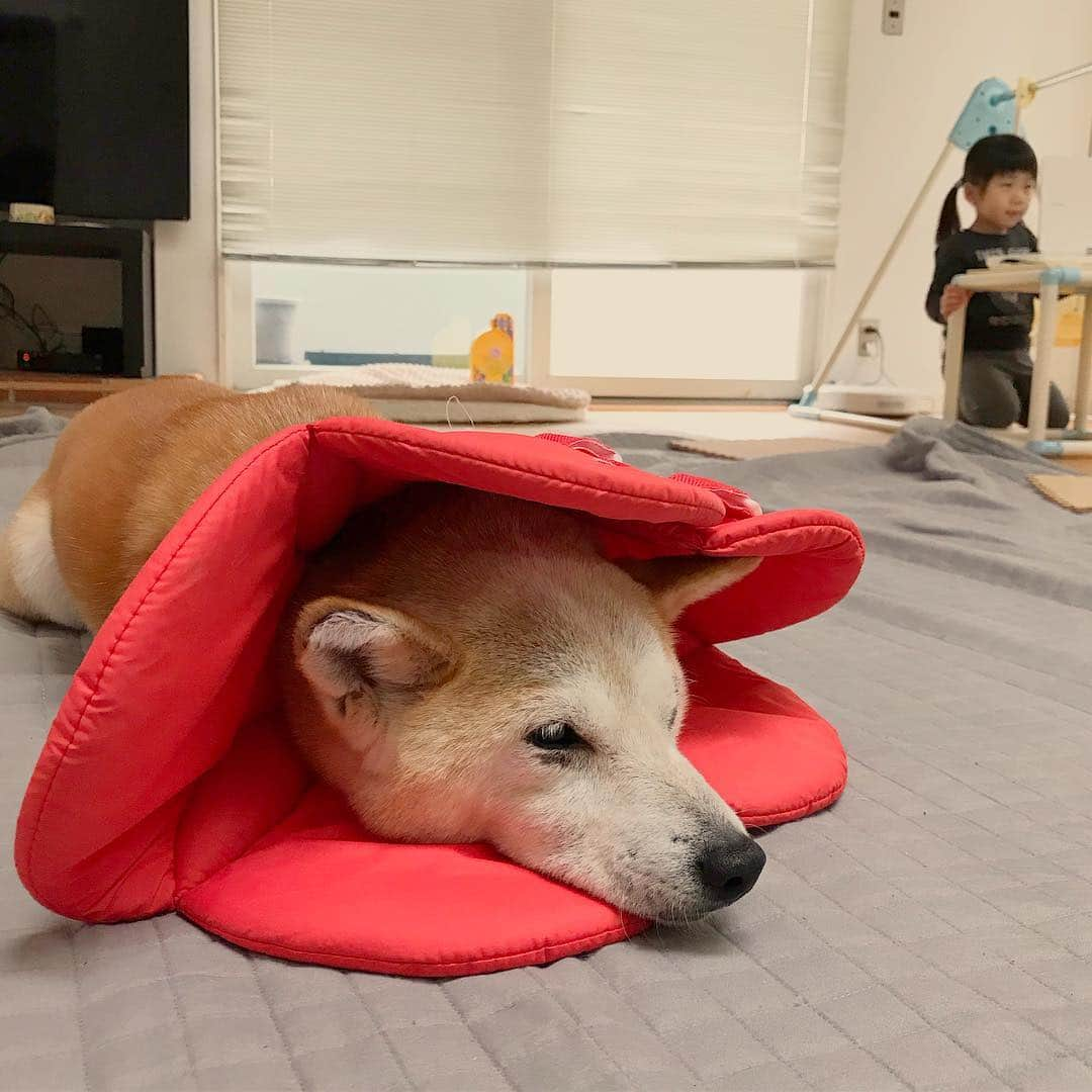 柴犬リリコさんのインスタグラム写真 - (柴犬リリコInstagram)「エリカラ生活…🐶💦」3月29日 19時24分 - ke_rock_