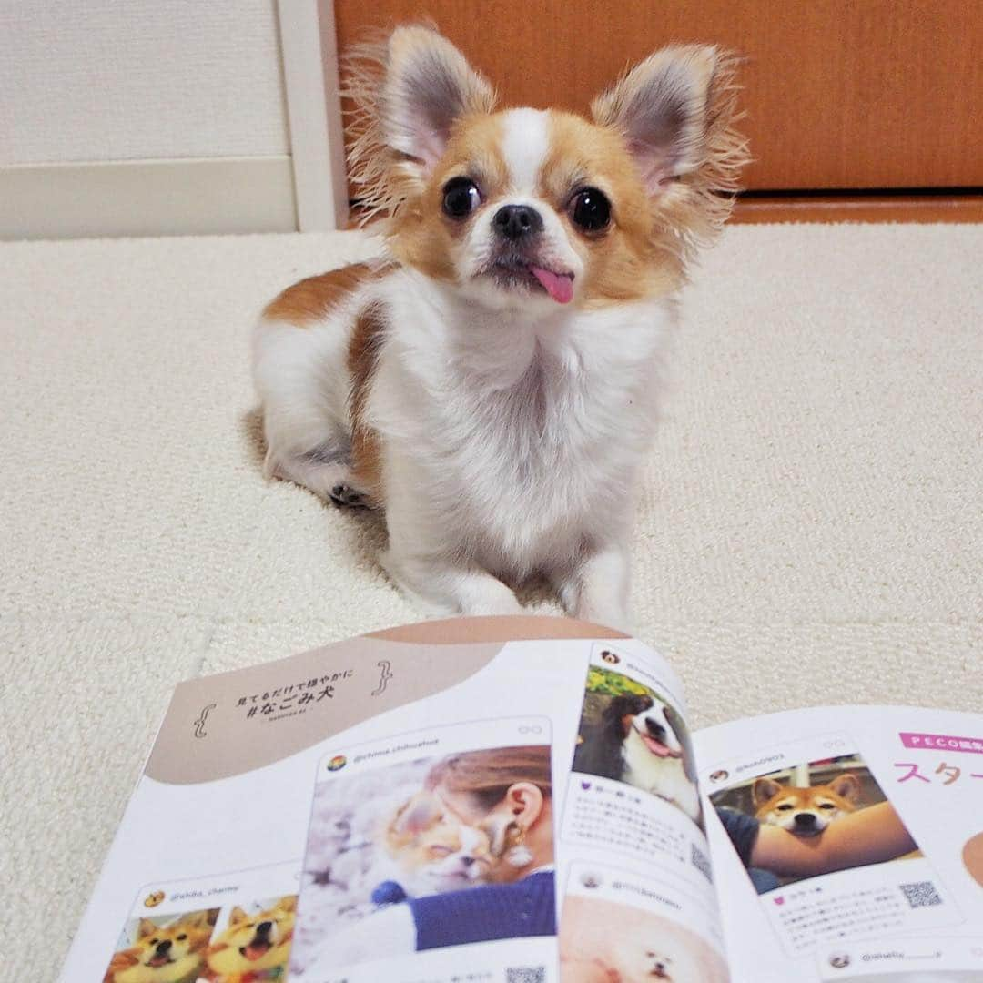 ちまさんのインスタグラム写真 - (ちまInstagram)「PECO×OZmagazine📖 #やっぱりモフモフ 大好き！犬と猫 絶賛発売中🐶❣️ ・ ちまもすこし載ってます🌸 かわいい子がたっくさん登場してるので ぜひ見てみてね🐶✨ ・ 明日はいよいよインターペット🐾 お昼過ぎから会場にいるので 見かけたら声かけてください😇 ੯•́ ੇᎮ ੯•́ ੇᎮ ੯•́ ੇᎮ ੯•́ ੇᎮ ੯•́ ੇᎮ ੯•́ ੇᎮ #chima #ちま #チワワ #chihuahua #ชิวาวา #ふわもこ部 #PECOいぬ部 #sniffandbarkens #WeeklyFluff #cutepetclub #doggy_lovings #やっぱりモフモフ #pecomagazine #ozmagazine #なごみ犬 #pecoマガジン表紙デビュー」3月29日 19時34分 - chima.chihuahua