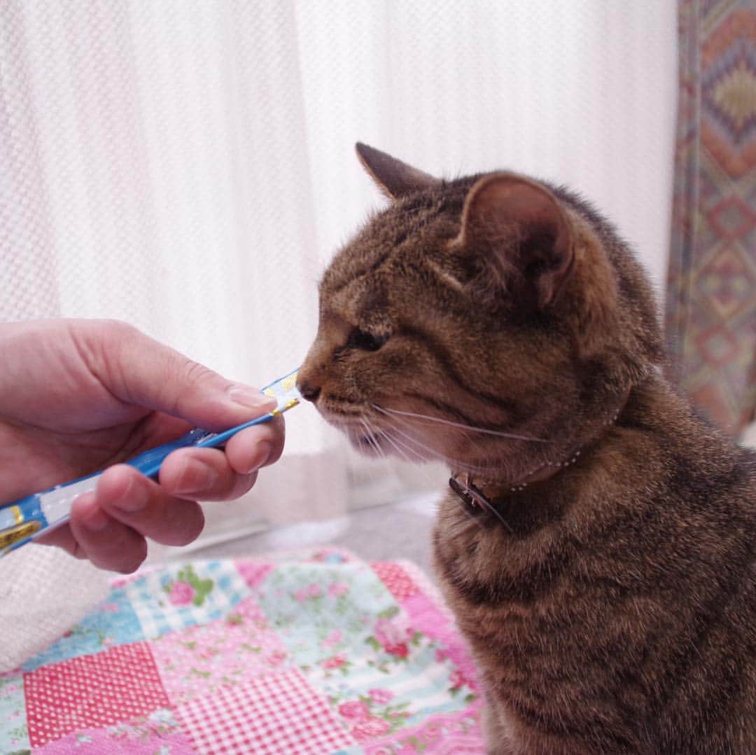 Kachimo Yoshimatsuさんのインスタグラム写真 - (Kachimo YoshimatsuInstagram)「ココアにちゅーる。 #uchinonekora #cocoa #neko #cat #catstagram #kachimo #猫 #ねこ #うちの猫ら http://kachimo.exblog.jp」3月29日 19時41分 - kachimo