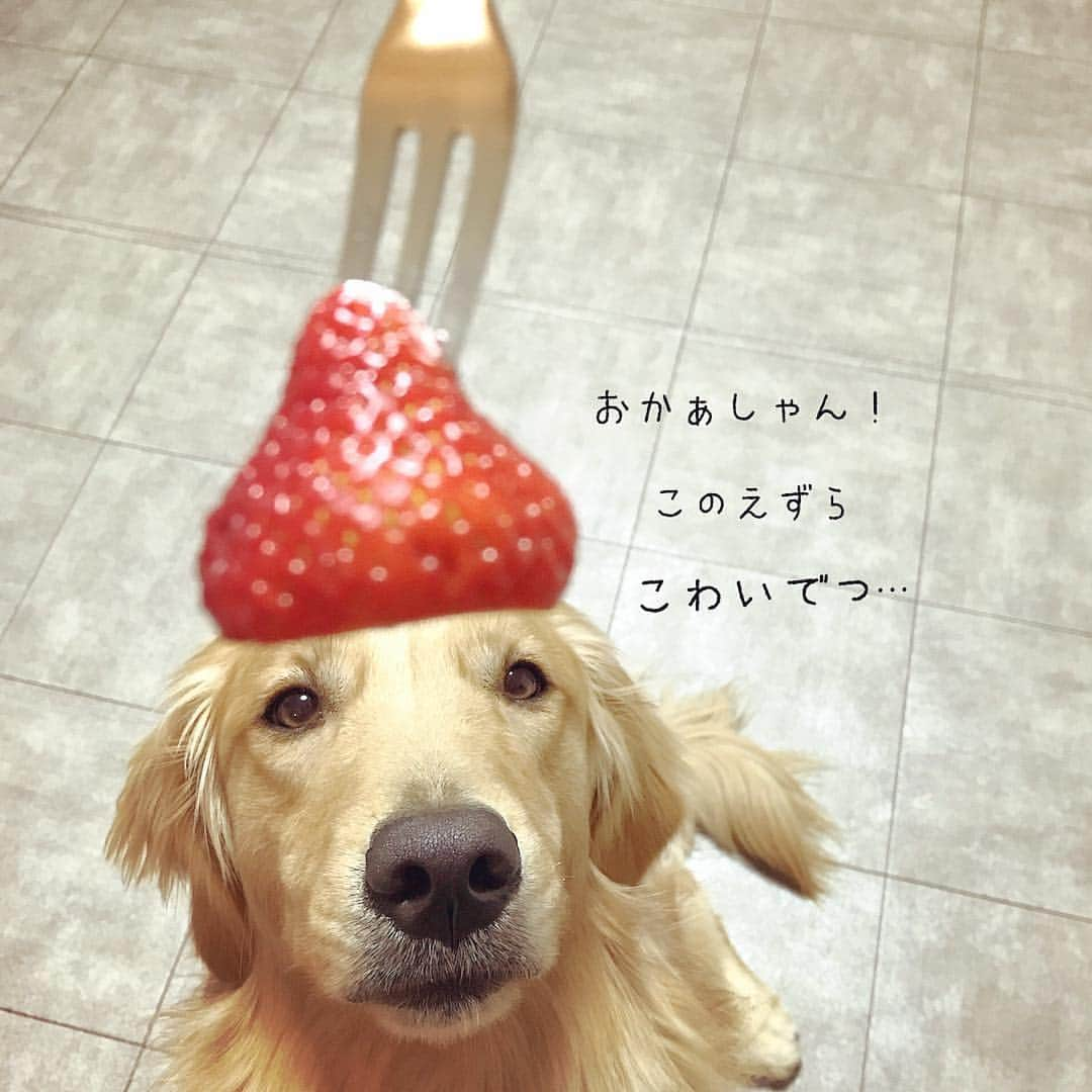 ikumiさんのインスタグラム写真 - (ikumiInstagram)「* * 3/29/2019☀️ . Strawberry hat🍓 . 似合ってる〜😆⁉️ 引きで見ると ちょっと怖い😂 * * #goldenretriever#golden#retriever#instadog#instagolden#犬バカ部#ふわもこ部#大型犬のいる暮らし#ぴーすっ子#ヴィヴィの育児日記#Viviana#1歳9ヶ月#2019年3月#いちごぼうし」3月29日 19時43分 - ikumi.betty_jupiter