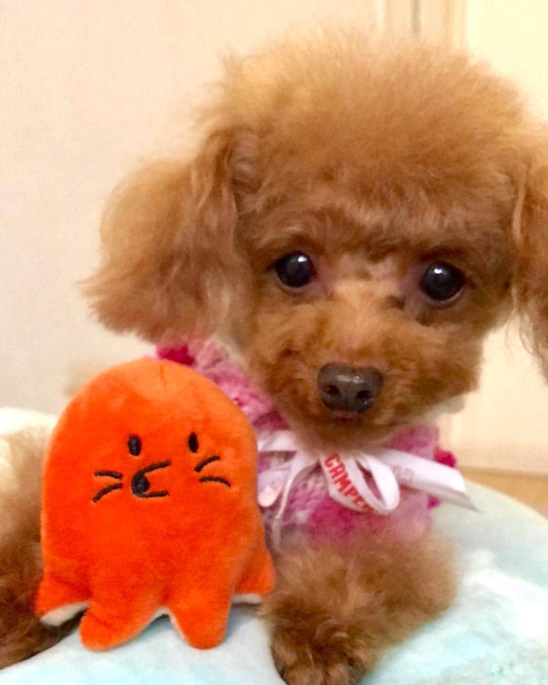 toshiyaotsuboのインスタグラム