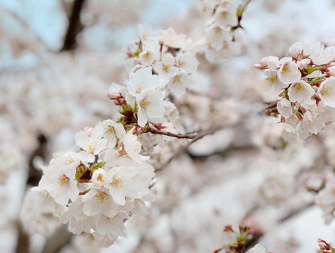渚さんのインスタグラム写真 - (渚Instagram)「桜🌸  #cherryblossom #sakura #桜 #iphonexs #花見」3月29日 19時57分 - nagi731