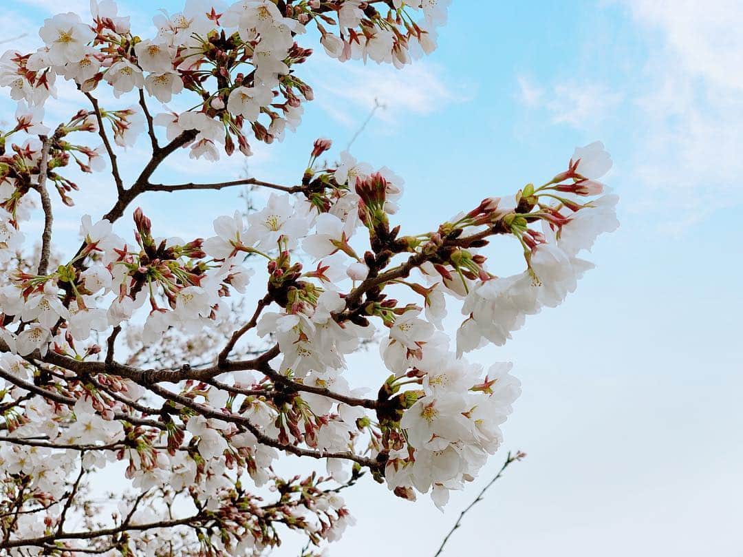 渚のインスタグラム：「桜🌸  #cherryblossom #sakura #桜 #iphonexs #花見」