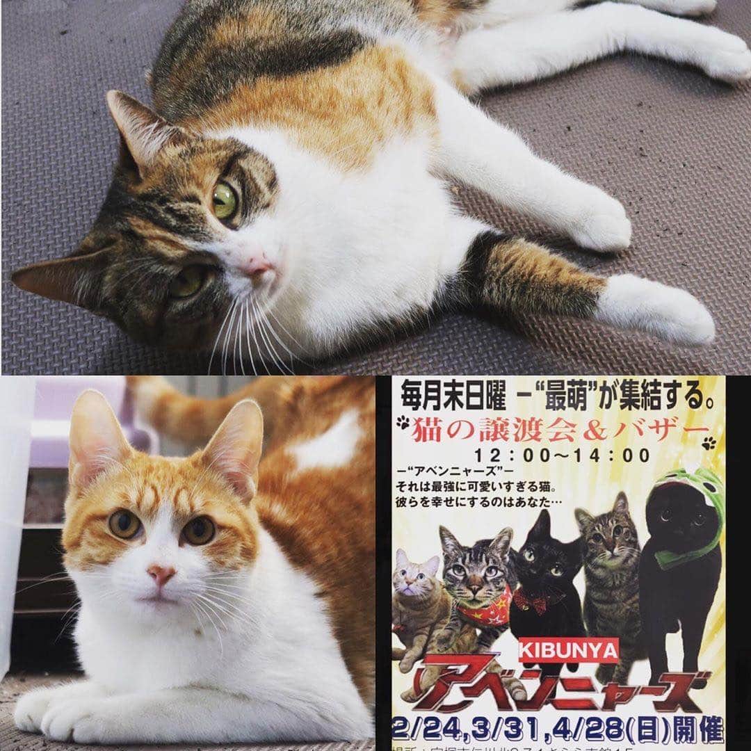 猫カフェきぶん屋さんのインスタグラム写真 - (猫カフェきぶん屋Instagram)「譲渡会参加猫です🎵」3月29日 20時04分 - nekocafekibunya