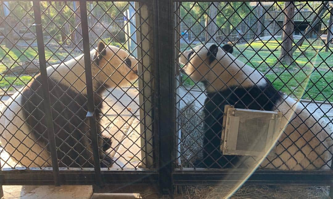 スミソニアン国立動物園さんのインスタグラム写真 - (スミソニアン国立動物園Instagram)「🐼 We artificially inseminated #MeiXiang last night! 👩‍🔬👨‍🔬Scientists and keepers had been closely monitoring Mei Xiang’s behavior and hormones during the past two weeks since she began displaying behavioral changes. She was increasingly restless, was spending more time scent-marking, and was vocalizing.  #TianTian was very sensitive to the changes and was calling to Mei Xiang and watching her through the “howdy” windows. Hormone reports showed a peak in Mei Xiang’s estrogen levels the evening of March 27, which meant she was ovulating and able to become pregnant. The window a giant panda is able to conceive a cub each year is only 24-to-72 hours. Our scientists know that the optimal time for Mei Xiang to conceive a cub is between 24 and 36 hours after she ovulates. The procedure used semen collected from Tian Tian.  The panda team will not know if the artificial insemination was successful for several months. Pandas’ hormones and behavior mimic a pregnancy even if they are not pregnant, which is called a pseudopregnancy. The only way to determine if a female is pregnant before she gives birth is to see a developing fetus on an ultrasound. Veterinarians will begin tracking changes in Mei Xiang’s reproductive tract in a few months with regular ultrasounds. #PandaStory . . @fonznationalzoo」3月29日 20時04分 - smithsonianzoo