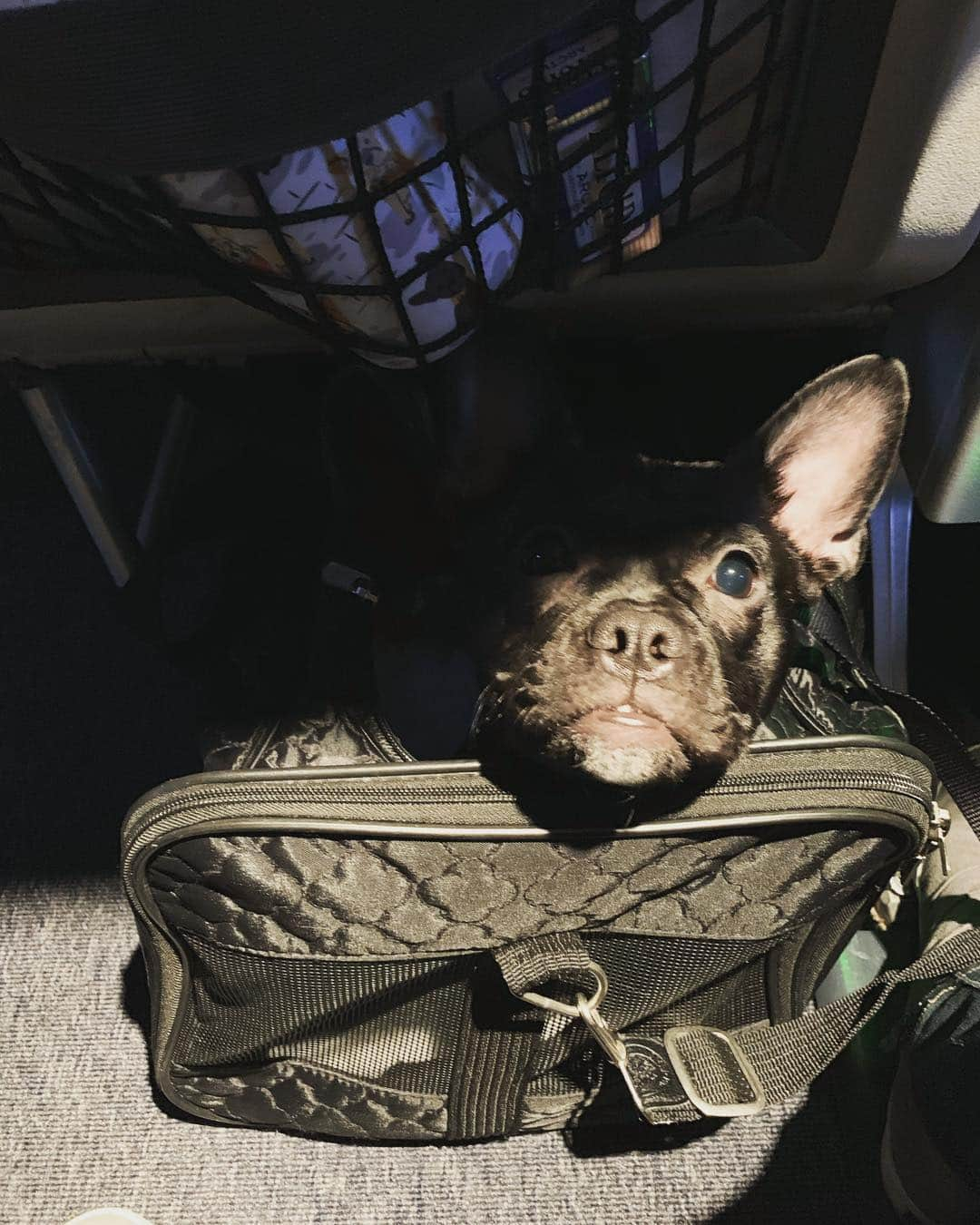 エミリー・スワローさんのインスタグラム写真 - (エミリー・スワローInstagram)「When do they serve the snacks??? #seattleorbust #frequentflyerpup #frenchton #frenchtonsofinstagram」3月29日 20時07分 - bigeswallz