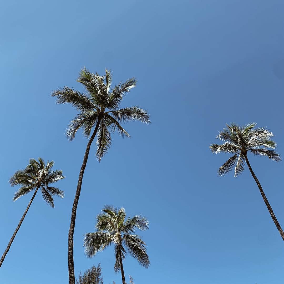 のインスタグラム：「日本でめっちゃくちゃ辛かった花粉症。 この辛い日々ともHawaiiに行けばサヨナラだ👋と思っていた私。 Hawaii到着して2日経っても、鼻水は止まらないし、くしゃみは出るし、目は痒いし、 え？なんで？？と思っていたら、 今Hawaiiではマンゴーの木の花粉が飛んでるらしく、どうやら、マンゴーの花粉にも好かれたようです。私。🥭 絶対大丈夫だと思って、花粉症の薬は全て日本に置いてきました。 ティッシュを常に右手に持つ日々、いつまで続きますか？ #なんだったら両鼻にティッシュ詰めて歩きたい」