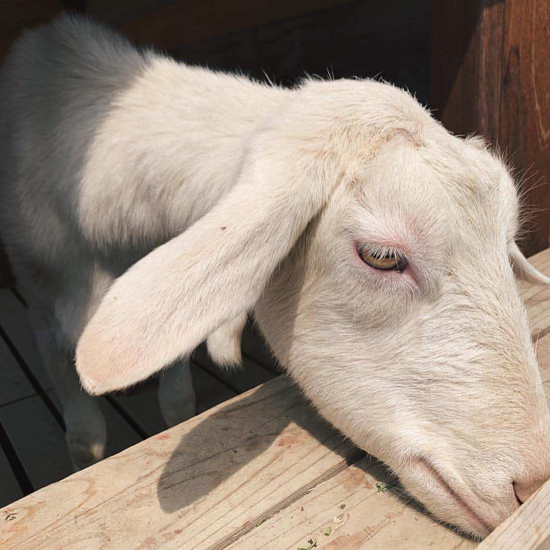 Marika Kajiwaraさんのインスタグラム写真 - (Marika KajiwaraInstagram)「THE FARM 🐐🍓 ＊ 茨木市にあるthe farmでランチ🍴 この時期はいちごが美味しくて 真利花はそのまま食べたいけど ママはパフェ食べてた(*´◡`*)❀. ＊ 周りの建物は植物いっぱいやし いちご狩りできるとこもあって、 フクロウもヤギもいるから 子供ちゃんも多かったよ🐐💓笑 ＊ ＊ ＊ #ザファーム #カフェ #ランチ #茨木市 #茨木カフェ #thefarm #like #cafe #instagood」3月29日 20時24分 - marika__kw