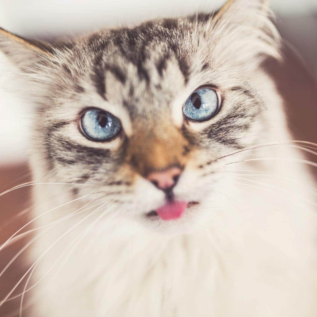 Holly Sissonのインスタグラム：「Sometimes life just gets crazy, and you need a break! I’ll be back soon!  #toronto #cat #SiberianCat (See more of Alice, Finnegan, and Oliver, on @pitterpatterfurryfeet) ~ Canon 5D3 + 35 f1.4L @ f1.4 See my bio for full camera equipment information plus info on how I process my images. 😊 ~ @bestmeow #bestmeow」