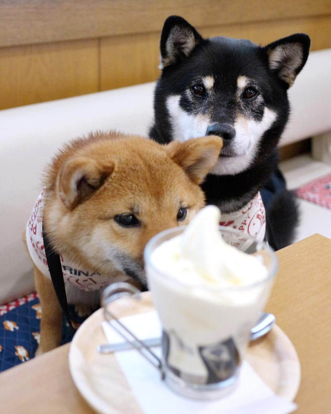 黒柴みくさんのインスタグラム写真 - (黒柴みくInstagram)「🍦 ✧︎ コーヒーゼリーソフト❤️ みくりなにもおすそ分けあるよねー？🐻🦊 ✧︎ ✧︎ #残念ながら なかったよ😅 #ちょいぺろ 2019.3.29 ㊎ ✧︎ ✧︎ #黒柴みく 🐾6歳 #柴犬りな 🐾7ヶ月」3月29日 20時30分 - 9648miku