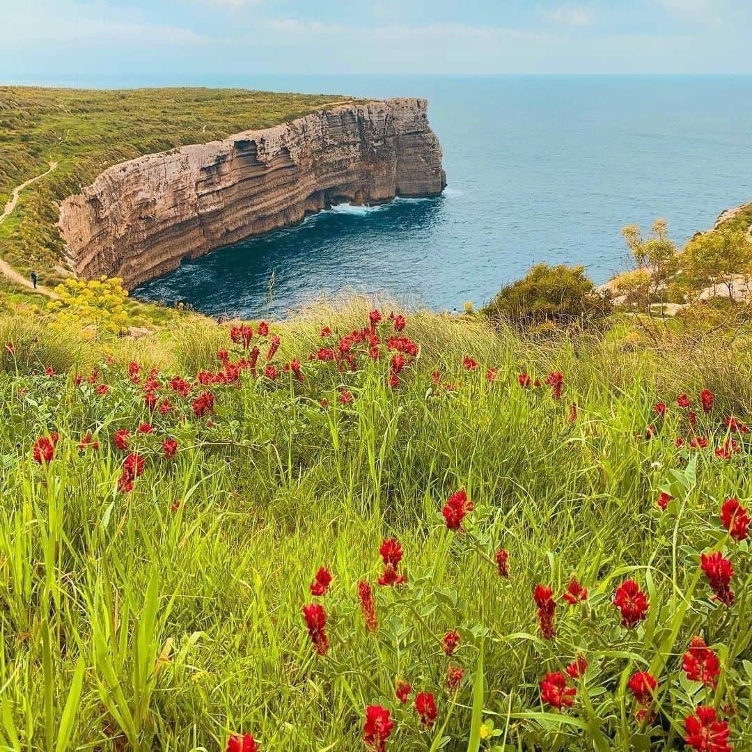 Lonely Planetさんのインスタグラム写真 - (Lonely PlanetInstagram)「This week's #lonelyplanet regram comes from @laraaa.x who took this spring-like shot in #Malta. Malta's landscape contrasts rocky stretches of coast that end in dizzying limestone cliffs with sheltered bays that hide gin-clear water and red-gold beaches. Sounds pretty tempting right?? — Every week we regram a shot from our community. Tag yours with #LonelyPlanet for a potential feature!」3月29日 20時35分 - lonelyplanet