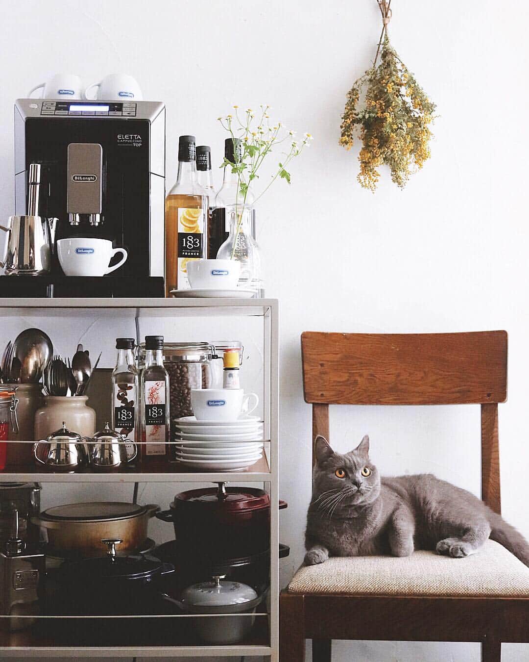 樋口正樹さんのインスタグラム写真 - (樋口正樹Instagram)「Morning coffee . 朝コーヒーとボナさん。 今朝も椅子をキープし、 温めてくれるボナさん。 しかしなかなかなぜか 椅子を譲ってくれない。 . . . @delonghi_japan #delonghi #delonghista #DeLonghiMoments #DelonghiELETTA #デロンギ #デロンギスタ #デロンギのある暮らし #デロンギコーヒーマシン #デロンギ全自動コーヒーマシン #エレッタ #ホットコーヒー #ブリティッシュショートヘア」3月30日 7時30分 - higuccini