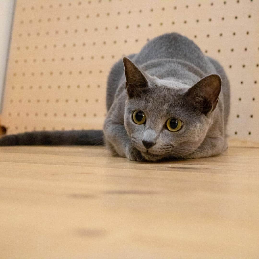 マアルさんのインスタグラム写真 - (マアルInstagram)「セレナちゃん🐱お客様の猫さん紹介です🐈 #北海道 #旭川 #ペットホテル #ロシアンブルー #russianblue」3月30日 6時33分 - psmaaru