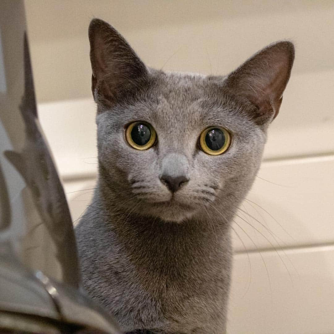 マアルさんのインスタグラム写真 - (マアルInstagram)「セレナちゃん🐱お客様の猫さん紹介です🐈 #北海道 #旭川 #ペットホテル #ロシアンブルー #russianblue」3月30日 6時33分 - psmaaru
