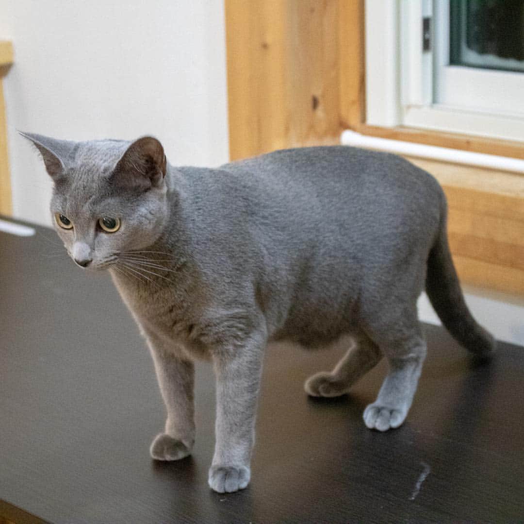 マアルさんのインスタグラム写真 - (マアルInstagram)「セレナちゃん🐱お客様の猫さん紹介です🐈 #北海道 #旭川 #ペットホテル #ロシアンブルー #russianblue」3月30日 6時33分 - psmaaru