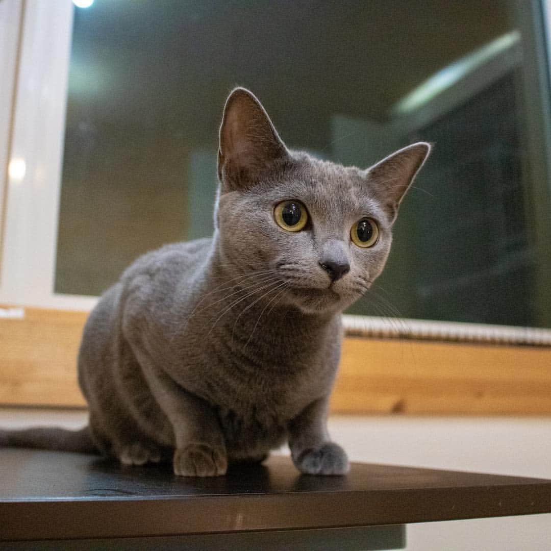 マアルさんのインスタグラム写真 - (マアルInstagram)「セレナちゃん🐱お客様の猫さん紹介です🐈 #北海道 #旭川 #ペットホテル #ロシアンブルー #russianblue」3月30日 6時33分 - psmaaru