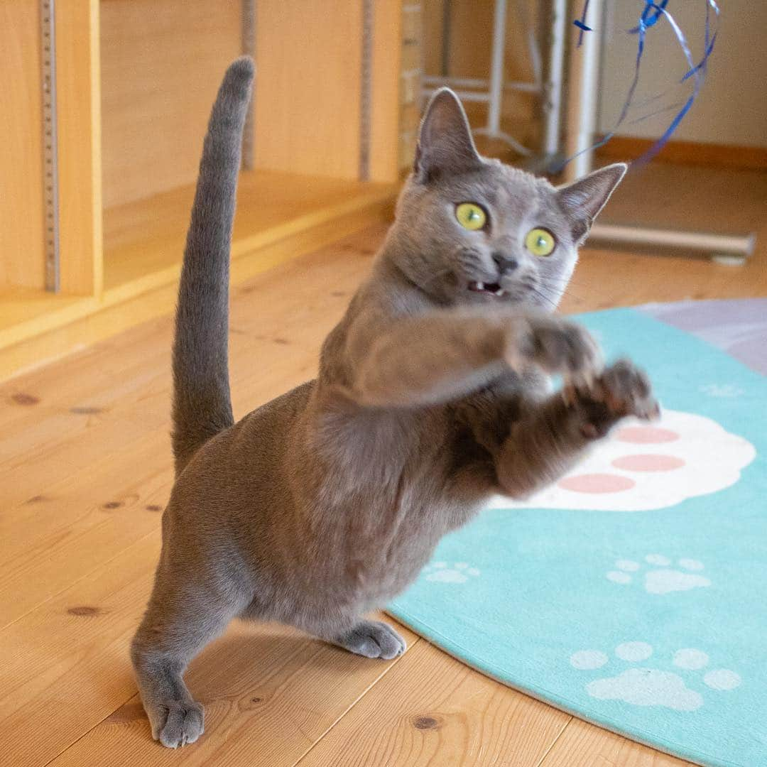 マアルさんのインスタグラム写真 - (マアルInstagram)「セレナちゃん🐱お客様の猫さん紹介です🐈 #北海道 #旭川市 #ペットホテル #ロシアンブルー #russianblue」3月30日 6時34分 - psmaaru