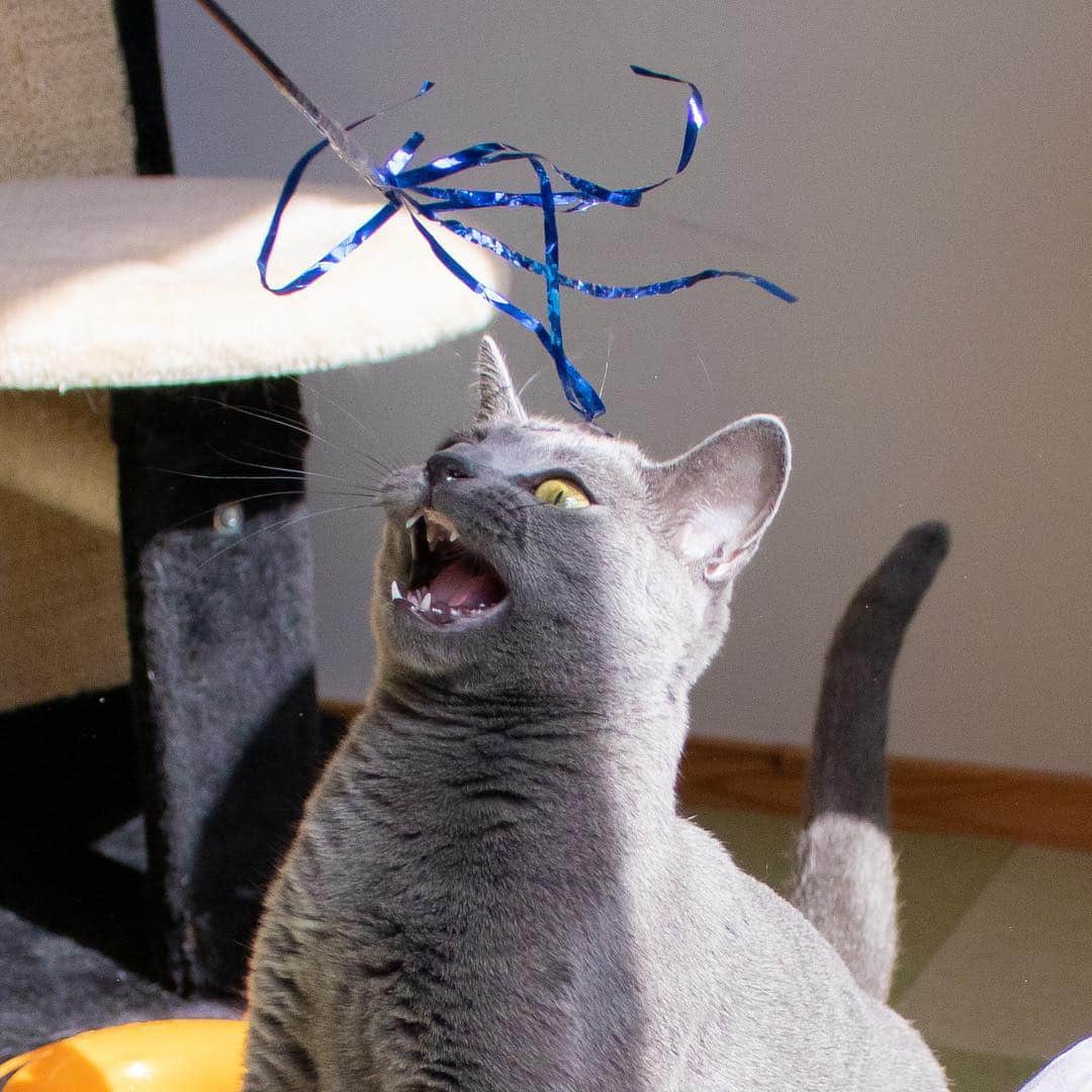 マアルさんのインスタグラム写真 - (マアルInstagram)「セレナちゃん🐱お客様の猫さん紹介です🐈 #北海道 #旭川市 #ペットホテル #ロシアンブルー #russianblue」3月30日 6時34分 - psmaaru