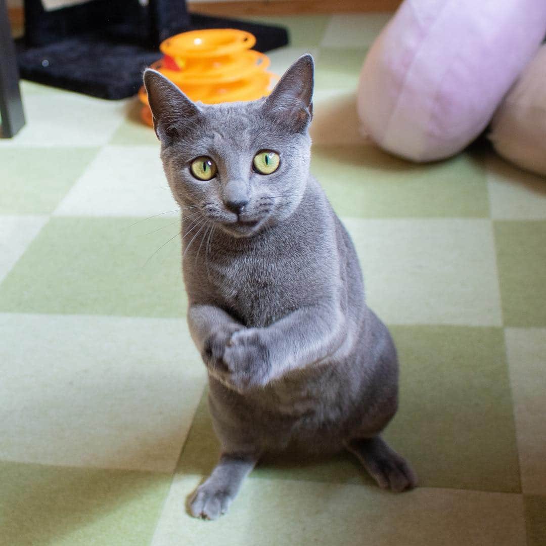 マアルさんのインスタグラム写真 - (マアルInstagram)「セレナちゃん🐱お客様の猫さん紹介です🐈 #北海道 #旭川市 #ペットホテル #ロシアンブルー #russianblue」3月30日 6時34分 - psmaaru