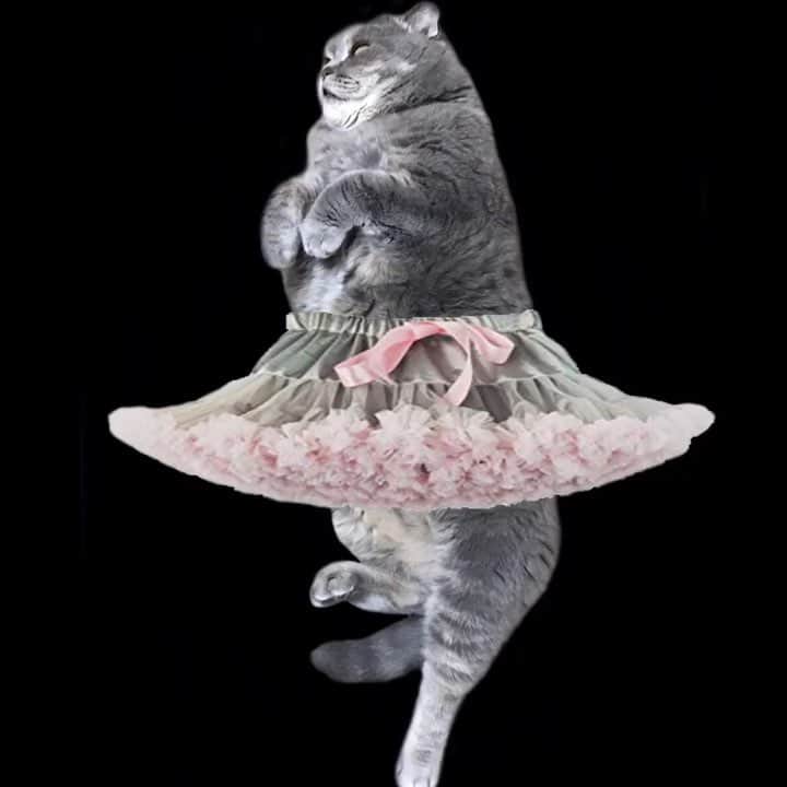 Melissa Einsteinのインスタグラム：「Is there anything more elegant and graceful than a cat? Perhaps a ballerina cat?」