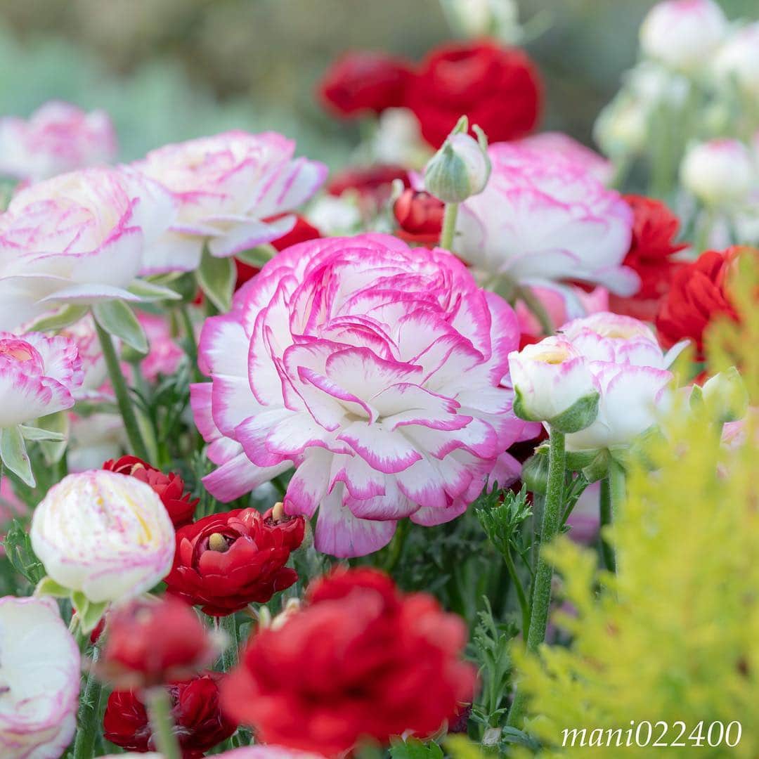 mani022400のグルメインスタ