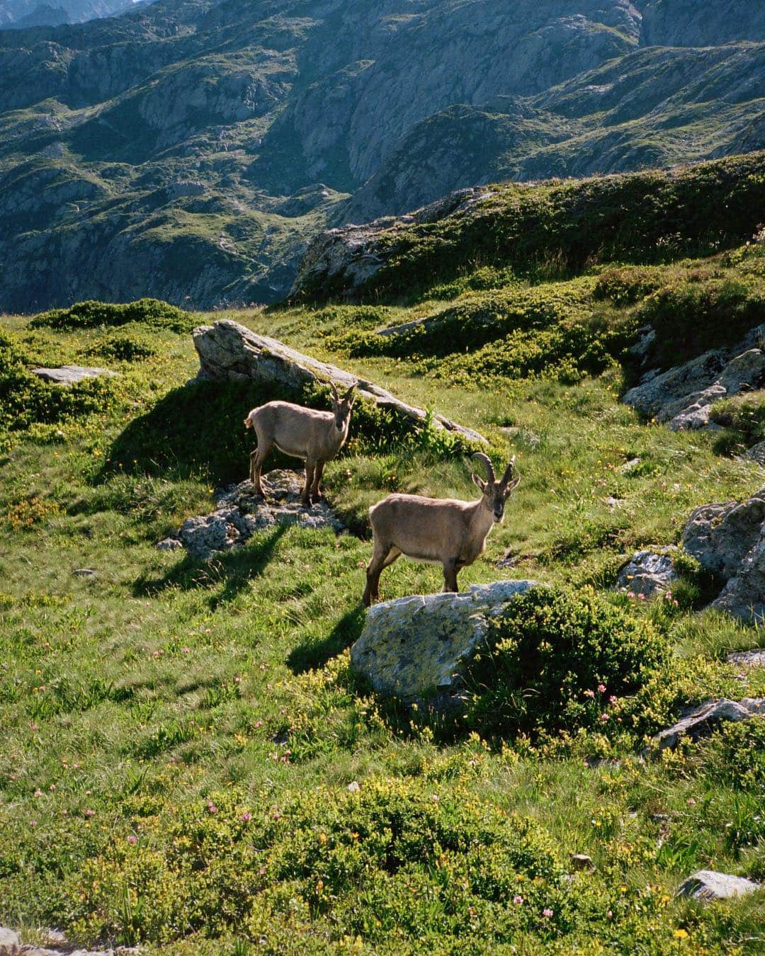 マイラ・ダルブサイオさんのインスタグラム写真 - (マイラ・ダルブサイオInstagram)「Spring has sprung and these wild mountain goats we hung out with in the Alps definitely understand that vibe 💐 #35mm #TMB #explorewildly #gooutside」3月30日 6時58分 - myladalbesio