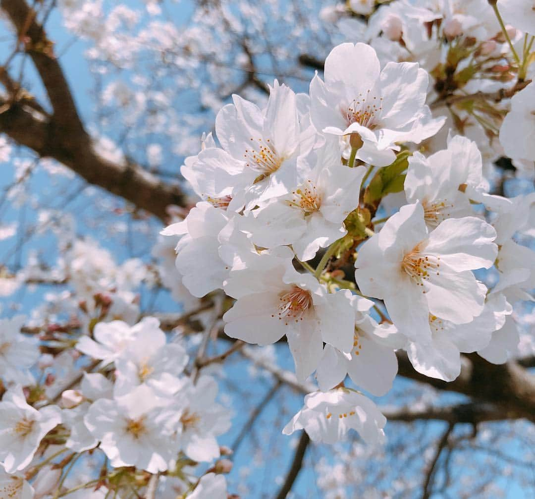 藤原絵里さんのインスタグラム写真 - (藤原絵里Instagram)「・ 満開🌸 ・ @esteelauderjapan ・ #MicroEssence #春 #桜 #さくら #サクラ #cherryblossoms #cherryblossom #cherryblossomseason #spring」3月30日 7時14分 - erifujiwara0523