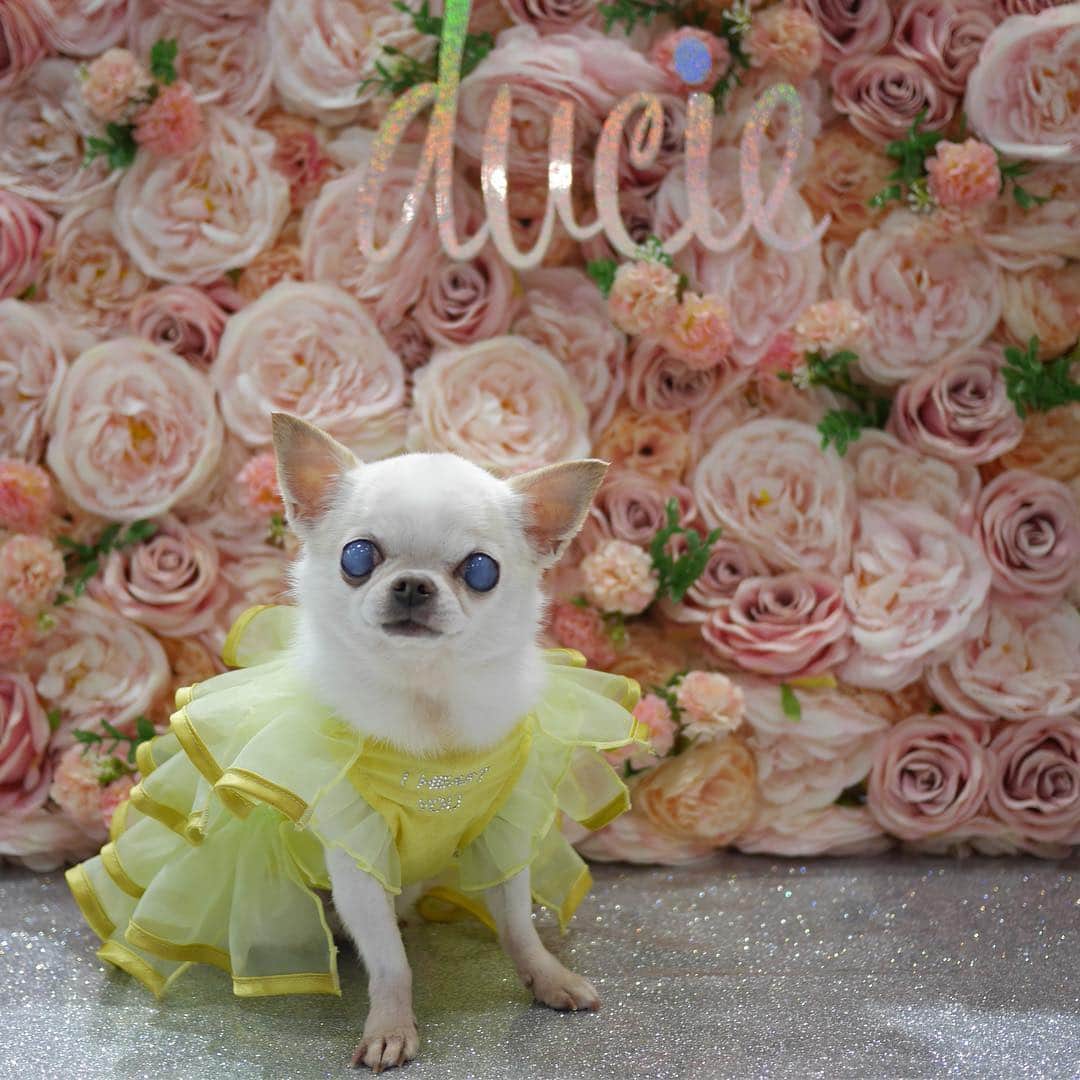 Dog's Life PANNAさんのインスタグラム写真 - (Dog's Life PANNAInstagram)「#インターペット 3日目🐕🐈 あいにくのお天気ですが今日も皆さまにお会いできるのを楽しみに🌸 . 春色のお洋服で気分をあげてお待ちいたしております😊 . ご近所の @ducie_official  可愛いお洋服みつけました❤️ #ビッグサイト 東館 7ホール  H-29 #epipan #decoani #kagemusha #interpets #interpets2019 #tokyobigsight  #エピパン #デコアニ #かげむしゃ #インターペット2019  #東京ビッグサイト #山田おにぎり」3月30日 7時12分 - panna0313