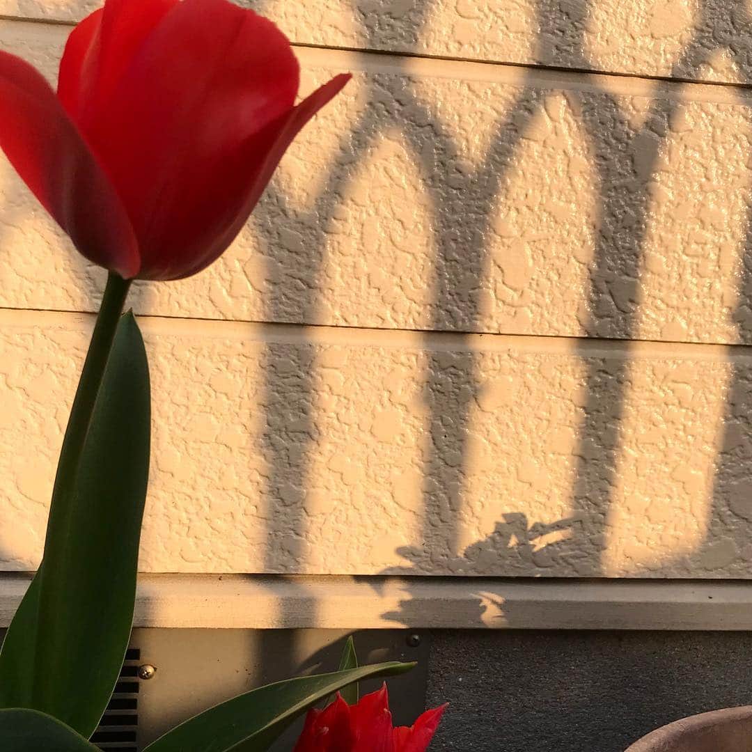 今田美奈さんのインスタグラム写真 - (今田美奈Instagram)「春はやっぱりウキウキする。🌷」3月29日 22時23分 - _minaimd.j_