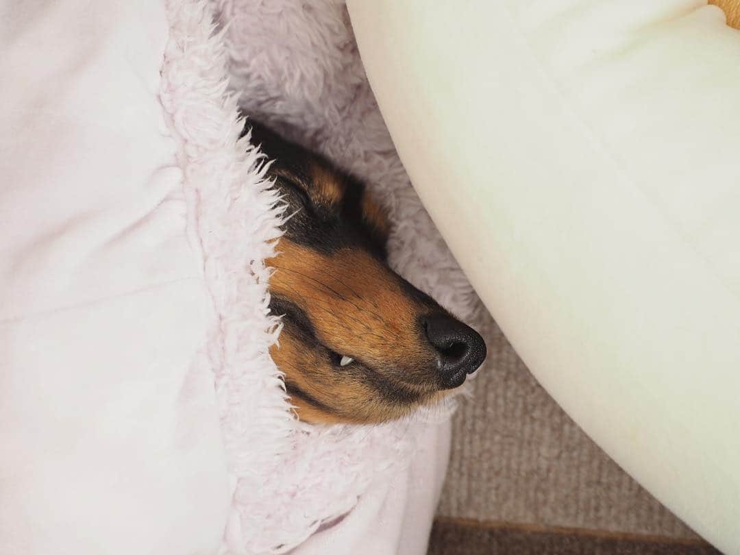 Sora Momoさんのインスタグラム写真 - (Sora MomoInstagram)「仲良くお昼寝🐶🐶💤 ☺︎ 2〜3日前にも見た光景 違うのは キバ見えてる ☺︎ #並んでお昼寝#お嬢さんキバ見えてますよ#写真では見えないけど#思いっきり白目#メルヘンなそら#オカルトなもも#仲良し#そらともも #ダックス#ミニチュアダックス#ダックス多頭飼い #dachshund #miniaturedachshund」3月29日 22時29分 - teratera_sorapu_