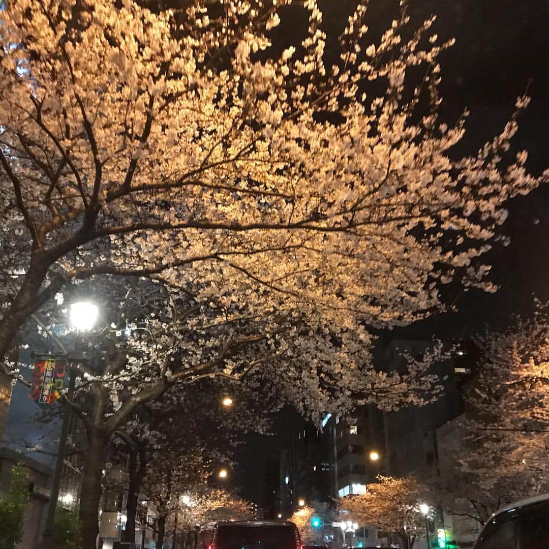 二ノ宮知子さんのインスタグラム写真 - (二ノ宮知子Instagram)「日本に帰ってきた途端、寒くなったらしい。でも桜は満開？！🌸綺麗です。早速、焼肉屋で仕事の打ち合わせをして、帰りにたい焼きを買って食べ歩きしながら帰った。日本、桜、あんこ、いいねえ😋✨ ちなみに旅行中のご飯写真がないのは、撮る前に食べてしまうからです！ww」3月29日 22時33分 - tomokoninomiyaa