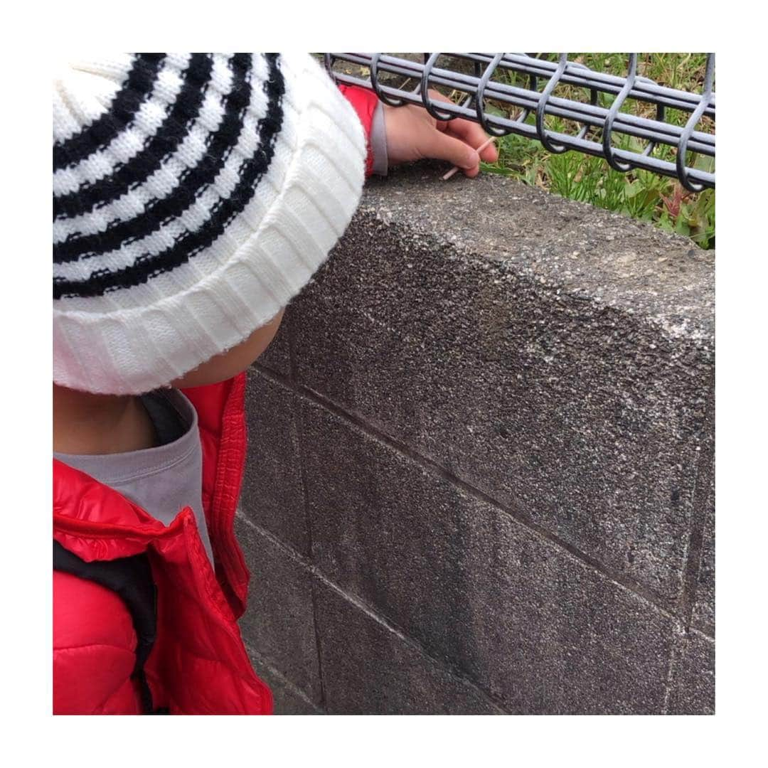 笹峯愛さんのインスタグラム写真 - (笹峯愛Instagram)「2019.3.29 保育園、最後の登園。  毎日、自転車だけど 小さい頃は、ずっと歩いて通った道のり。  最後、歩いて登園しました。  ➀ようやっと歩いていた子が 私より先に歩く←ポケットから手を出しなさい！と叱られながら。  ➁桜、綺麗だねぇ、写真撮って と言われるがままに、写真を撮り どう？と確認すると うん、良いね。 と偉そうに言われる。  ➂つくしがある場所で つくしを取り  ➃階段を上らずに 塀を登る。  たくさんの方々に支えられて 大きくなりました。  いつもの道のりが、とても特別な道。  さぁ、四月からは 学童スタートだ。 ママはお弁当、頑張ります！」3月29日 22時35分 - mineco.m