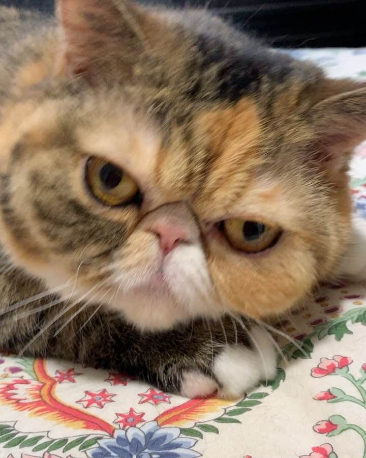 Tinaのインスタグラム：「Look at me I’m adorable😽」