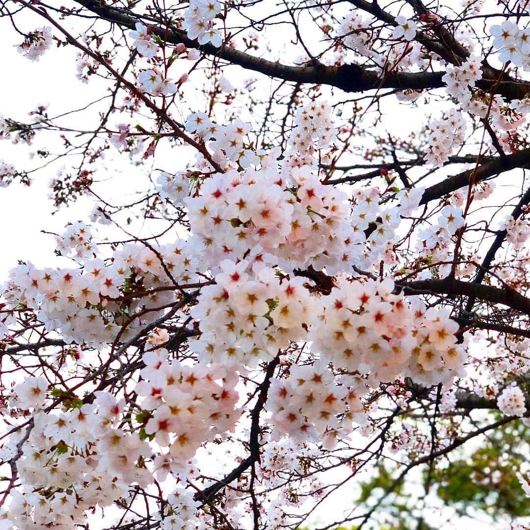 凰津りささんのインスタグラム写真 - (凰津りさInstagram)「もう少しで満開🌸 . . 明日見に行ったらまた桜咲いてるかなぁ。。。 前に投稿した桜と同じ枝（多分💦） . . 今日はたいちゃんが出張から帰って来る👨‍💼👋 . . 会えない日は必ずテレビ電話❤️ さてさて、 夕飯の準備しますか。。。 . . よっこらしょっ。。。👵🍴 . . #桜 #日本の美 #満開までもう少し」3月29日 22時41分 - outsu.risa95