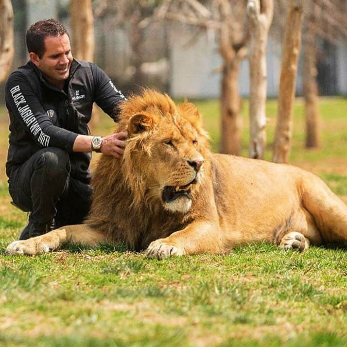 Black Jaguar-White Tiger さんのインスタグラム写真 - (Black Jaguar-White Tiger Instagram)「Good Morning. We hope you feel as good as Papa Bear and Hanito are feeling in this photo.. Happy Friday BJWT family... #TheBJWTPride #LukeAndHanBJWT #SaveLions #Mexico  #HublotNation @hublot」3月29日 22時49分 - blackjaguarwhitetiger