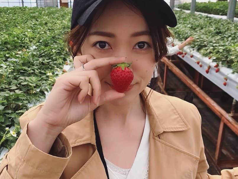 小林美季さんのインスタグラム写真 - (小林美季Instagram)「ものすごく久しぶりの 家族旅行 たのしかったな* 🍓🍓🍓 #家族旅行 #熱海 #両親 #お祝い #お誕生日旅行 #おめでとう #いつもありがとう #family #楽しかった  #Birthday #ケーキ #オフ #小林美季 #mikikobayashi #いちご狩り #大富農園 #とちおとめ #スカイウォーク #skywark  #셀카 #데일리룩 #일본 #코디」3月29日 23時07分 - miki_66v