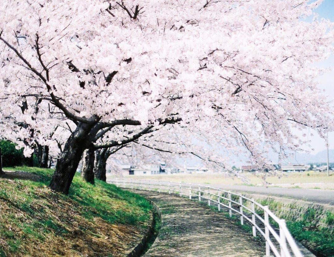 岩倉しおりさんのインスタグラム写真 - (岩倉しおりInstagram)「今年もこの桜の下を歩きたい。 やっと香川県もポツポツと桜が咲き始めた。 満開の桜が待ち遠しい。」3月29日 23時11分 - iwakurashiori