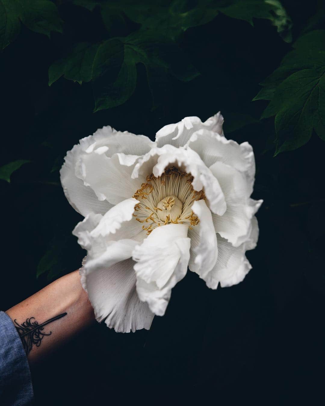 Linda Lomelinoのインスタグラム：「Happy Friday everyone! I have a question for you today, what would you like to see more of in this space and my blog? More recipes? Styling and photography tips? Behind the scenes? And what format or platform is your favorite, newsletter, video, IgTV, stories, youtube..? Or perhaps something completely different?? I’m all ears and would love to hear what you guys have to say. 👂🏼🙌🏼」