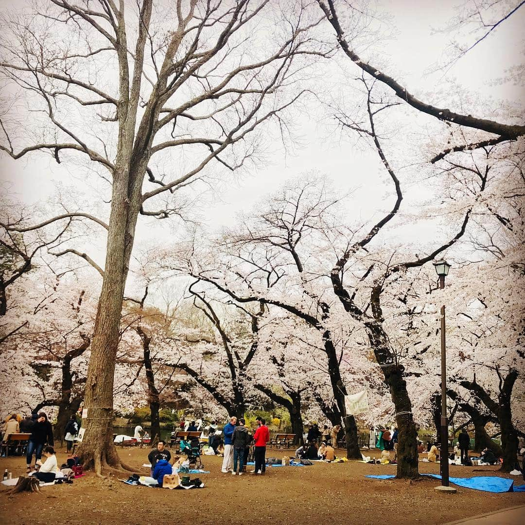 大倉士門さんのインスタグラム写真 - (大倉士門Instagram)「吉祥寺の井の頭公園で ちょっとだけお花見。 きょへーとルルと。 すごく綺麗な桜。 人多かった！お花見しながらゆっくりしたかった！🌸🎉 ルルが一番喜んでました！🐶」3月29日 23時17分 - shimonsmile