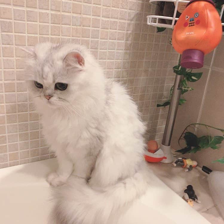 のインスタグラム：「切ないの？ #cat#catstagram #cats_of_world #ねこ#ねこすたぐらむ #ペルシャ #もふもふ」
